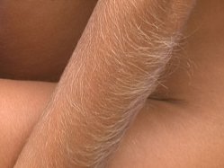Enter Hairy Arms